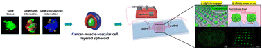 Graphical abstract: High throughput drug screening platform utilizing capillary and artery cell layered models based on tumor–vascular cell interactions