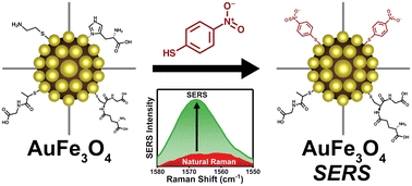 Graphical abstract: From rust to riches: phytochemically assisted synthesis of superparamagnetic Fe3O4 nanoparticles with Au for SERS sensing