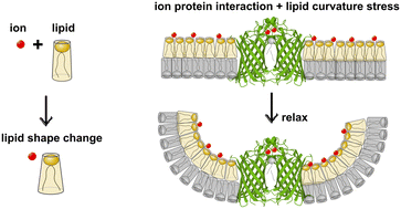 Graphical abstract: Metal ion cofactors modulate integral enzyme activity by varying differential membrane curvature stress