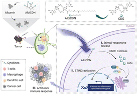 Graphical abstract: AlbiCDN: albumin-binding amphiphilic STING agonists augment the immune activity for cancer immunotherapy