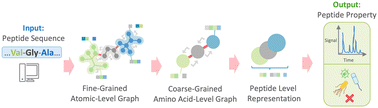 Graphical abstract: PepMNet: a hybrid deep learning model for predicting peptide properties using hierarchical graph representations