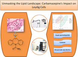 Graphical abstract: Unmasking the lipid landscape: carbamazepine induces alterations in Leydig cell lipidome