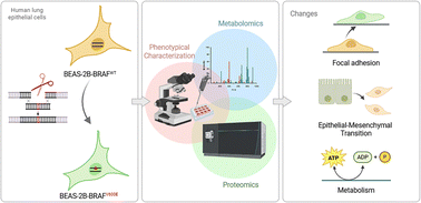 Graphical abstract: Proteomic and metabolomic dissection of the BRAF V600E mutation-induced cellular state transition in lung epithelial cells