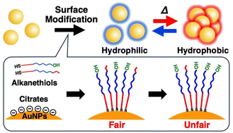Graphical abstract: Fair surface modification with mixed alkanethiols on gold nanoparticles through minimal unfair ligand exchange