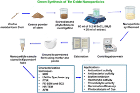 Graphical abstract: Phyto-mediated synthesis of SnO2 nanoparticles using Croton malabaricus Bedd. for its antioxidant, antibacterial, hemocompatibility properties and photocatalytic activity