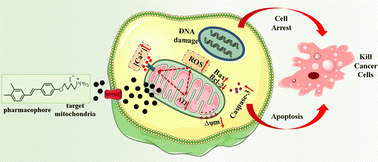 Graphical abstract: Mitochondria targeting combined with methyl modification of novel resveratrol derivatives enhances anti-tumor activity