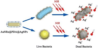 Graphical abstract: Polydopamine-assisted decoration of silver nanoparticles on gold nanorods for photothermal and chemical antimicrobial applications