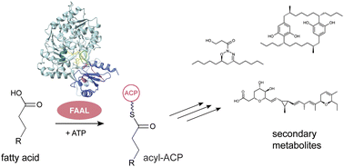 Graphical abstract: Fatty acyl-AMP ligases in bacterial natural product biosynthesis