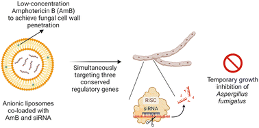 Graphical abstract: Enhanced antifungal activity of siRNA-loaded anionic liposomes against the human pathogenic fungus Aspergillus fumigatus