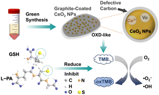 Graphical abstract: Microbe-mediated synthesis of defect-rich CeO2 nanoparticles with oxidase-like activity for colorimetric detection of l-penicillamine and glutathione