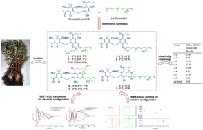 Graphical abstract: Isolation and biomimetic synthesis of acylphloroglucinol meroterpenoids as anti-breast cancer agents from Dryopteris crassirhizoma