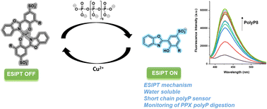 Graphical abstract: ESIPT fluorescence turn-on sensors for detection of short chain inorganic polyphosphate in water