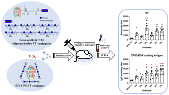 Graphical abstract: Synthesis and immunogenicity evaluation of oligosaccharide epitopes for the development of a glycoconjugate vaccine against Streptococcus pneumoniae serotype 3
