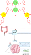 Graphical abstract: Synthesis of novel piperazine-based bis(thiazole)(1,3,4-thiadiazole) hybrids as anti-cancer agents through caspase-dependent apoptosis