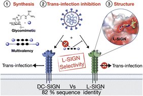 Graphical abstract: Unprecedented selectivity for homologous lectin targets: differential targeting of the viral receptors L-SIGN and DC-SIGN
