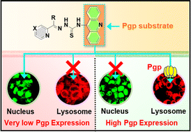 Graphical abstract: Targeting lysosomes by design: novel N-acridine thiosemicarbazones that enable direct detection of intracellular drug localization and overcome P-glycoprotein (Pgp)-mediated resistance