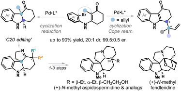 Graphical abstract: Pd-catalyzed enantioselective access to hydrocarbazolones containing contiguous quaternary and tertiary stereocenters