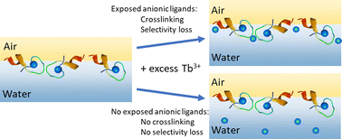 Graphical abstract: Interfacial rheology of lanthanide binding peptide surfactants at the air–water interface