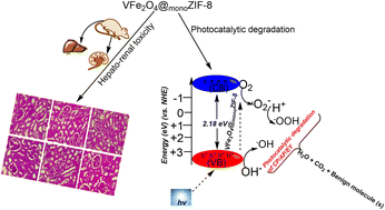 Graphical abstract: Zeolitic imidazolate framework improved vanadium ferrite: toxicological profile and its utility in the photodegradation of some selected antibiotics in aqueous solution