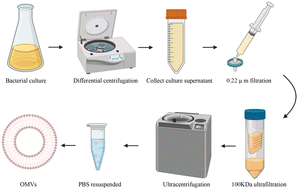 Graphical abstract: Bacterial outer membrane vesicles in tumor prevention and treatment: advancements in research and application