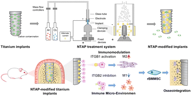 Graphical abstract: Enhanced surface hydrophilicity improves osseointegration of titanium implants via integrin-mediated osteoimmunomodulation