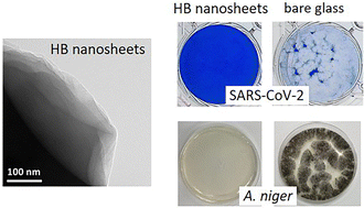 Graphical abstract: Broad-spectrum antimicrobial effects of hydrogen boride nanosheets