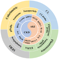 Graphical abstract: Spectroscopic analytical approaches for kidney disease biomarker detection: advancements and challenges