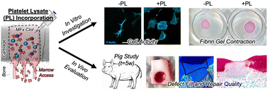 Graphical abstract: The evaluation of platelet lysate incorporation into the microfracture clot in a pig model