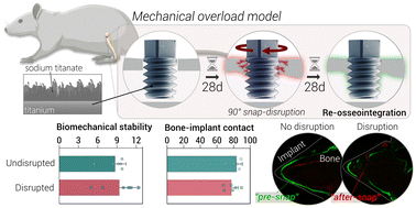Graphical abstract: Re-osseointegration of titanium after experimental implant loosening