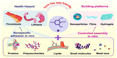 Graphical abstract: Polyphenol -based controllable assembly platforms for reducing the risk of nonspecific adhesion in vivo for cancer therapy