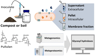 Graphical abstract: Discovery of microbial glycoside hydrolases via enrichment and metaproteomics