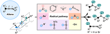Graphical abstract: Radical functionalization of allenes