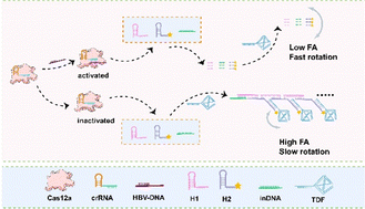 Graphical abstract: A novel CRISPR–Cas12a-based fluorescence anisotropy method with a high signal-to-background ratio for sensitive biosensing