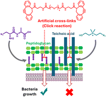 Graphical abstract: Cross-linking teichoic acids by click chemistry prevents bacterial cell growth