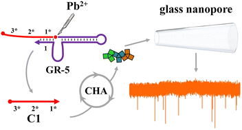 Graphical abstract: Solid-state nanopore detection of metal ions via a DNAzyme–Catalytic Hairpin Assembly reaction