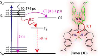 Graphical abstract: Symmetry-breaking photoinduced charge transfer state in a near-IR absorbing meso-linked BODIPY dimer