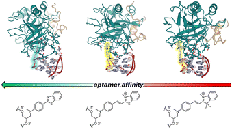 Graphical abstract: A multiscale computational and experimental study of TBA–fluorescent probes for protein sensing: photobasicity over twisted intramolecular charge transfer as a new mechanism for protein induced fluorescence enhancement