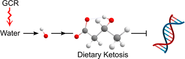 Graphical abstract: Feasibility of the reaction between (R)-3-hydroxybutyrate & hydroxyl radicals