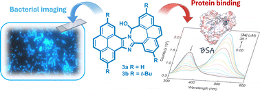 Graphical abstract: Fusion of pyrene and phenanthrene through 5H-imidazo[1,2-a]azepine scaffolds: structural tuning for fluorescence labeling and bacterial imaging