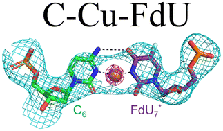 Graphical abstract: Novel specific binding of copper ions to naturally modified base pairs involving 5-fluorouracil in duplex DNA