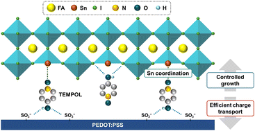 Graphical abstract: Radical scavenger-driven oxidation prevention and structural stabilization for efficient and stable tin-based perovskite solar cells
