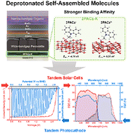 Graphical abstract: Deprotonated self-assembled molecules as robust hole-selective layers for perovskite/organic tandem solar cells and photocathodes
