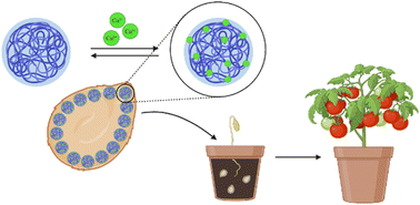 Graphical abstract: Uptake and impact of carbon dots and their copper complex on tomato health