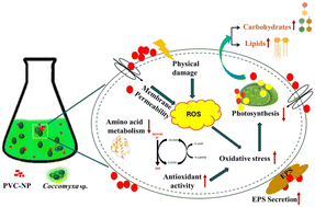 Graphical abstract: Elucidating the cellular adaptive response of Coccomyxa sp. upon exposure to PVC-nanoplastics (PVC-NPs) for production of bioenergy molecules