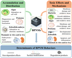 Graphical abstract: Accumulation, distribution, and toxicity of black phosphorus nanomaterials across biological systems: a critical review