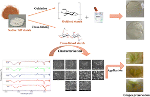Graphical abstract: Eco-friendly biofilms from chemically modified Indian teff (Eragrostis tef) starch for quality maintenance and shelf-life improvement of green grapes
