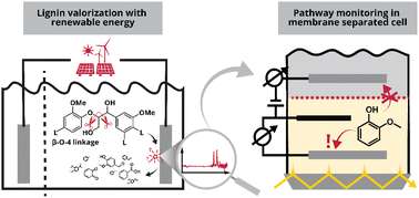 Graphical abstract: Spectro-electrochemistry of guaiacol oxidation: tracking intermediates in a membrane-separated cell with in situ attenuated total reflectance-infrared spectroscopy