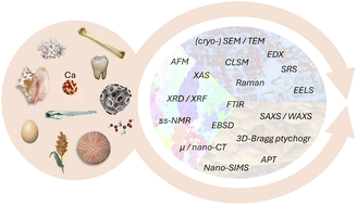 Graphical abstract: Concluding remarks: Advanced imaging techniques in biomineralization research