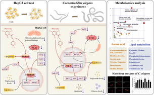 Graphical abstract: The natural dihydrochalcone phloretin reduces lipid accumulation via downregulation of IIS and sbp-1/SREBP pathways in HepG2 cells and Caenorhabditis elegans