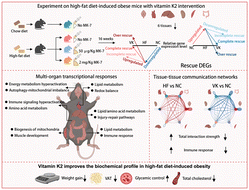 Graphical abstract: Vitamin K2 reprograms the multi-organ transcriptional landscape in mice with high-fat diet-induced obesity